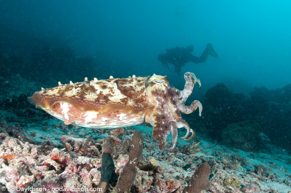 BD-111125-Raja-Ampat-5313-Sepia-latimanus.-Quoy---Gaimard.-1832-[Broadclub-cuttlefish].jpg